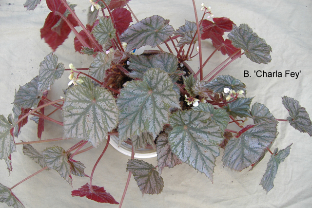 B. ‘Charla Fey’